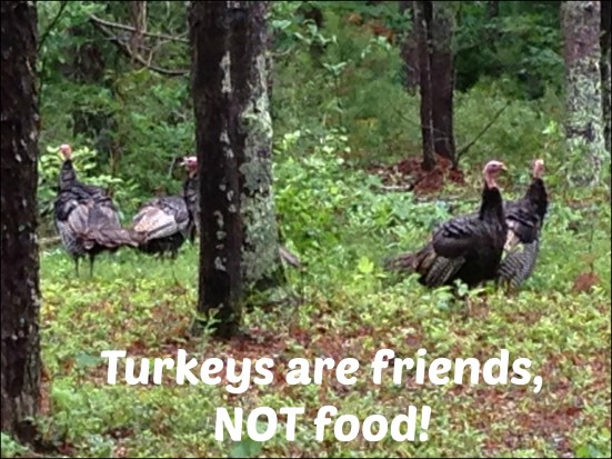 Turkeys are Friends