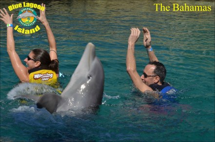Dancing with Dolphins