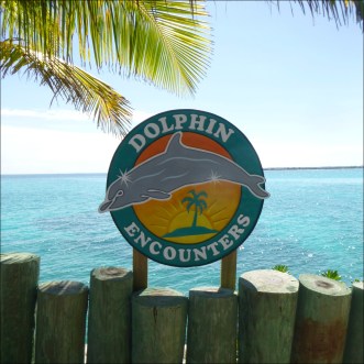 Dolphin Encounters