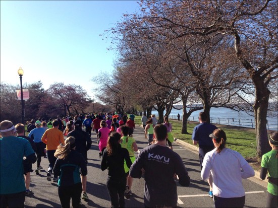 Cherry Blossom - Tidal Basin