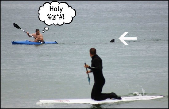 Cape Cod Shark