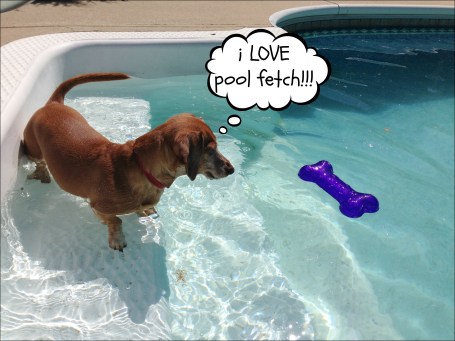 Pool Fetch 1