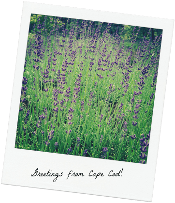 Cape Cod Lavender