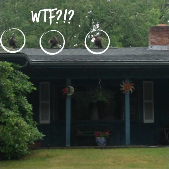 Turkeys on a roof